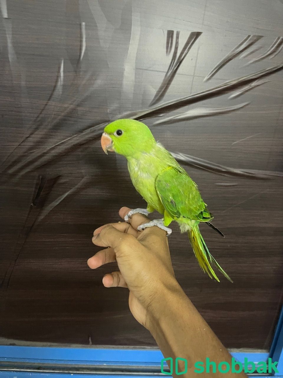 متوه نهاية غر  شباك البحرين