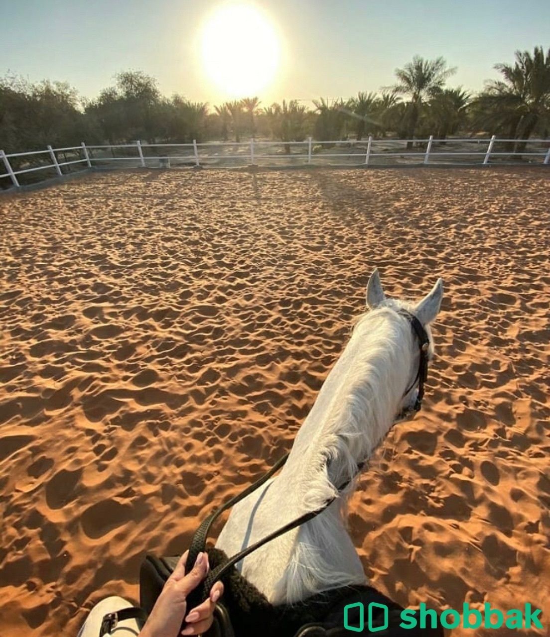 مربط خيول للجار اليومي وتدرب الركوب الموقع شمال الرياض Shobbak Saudi Arabia