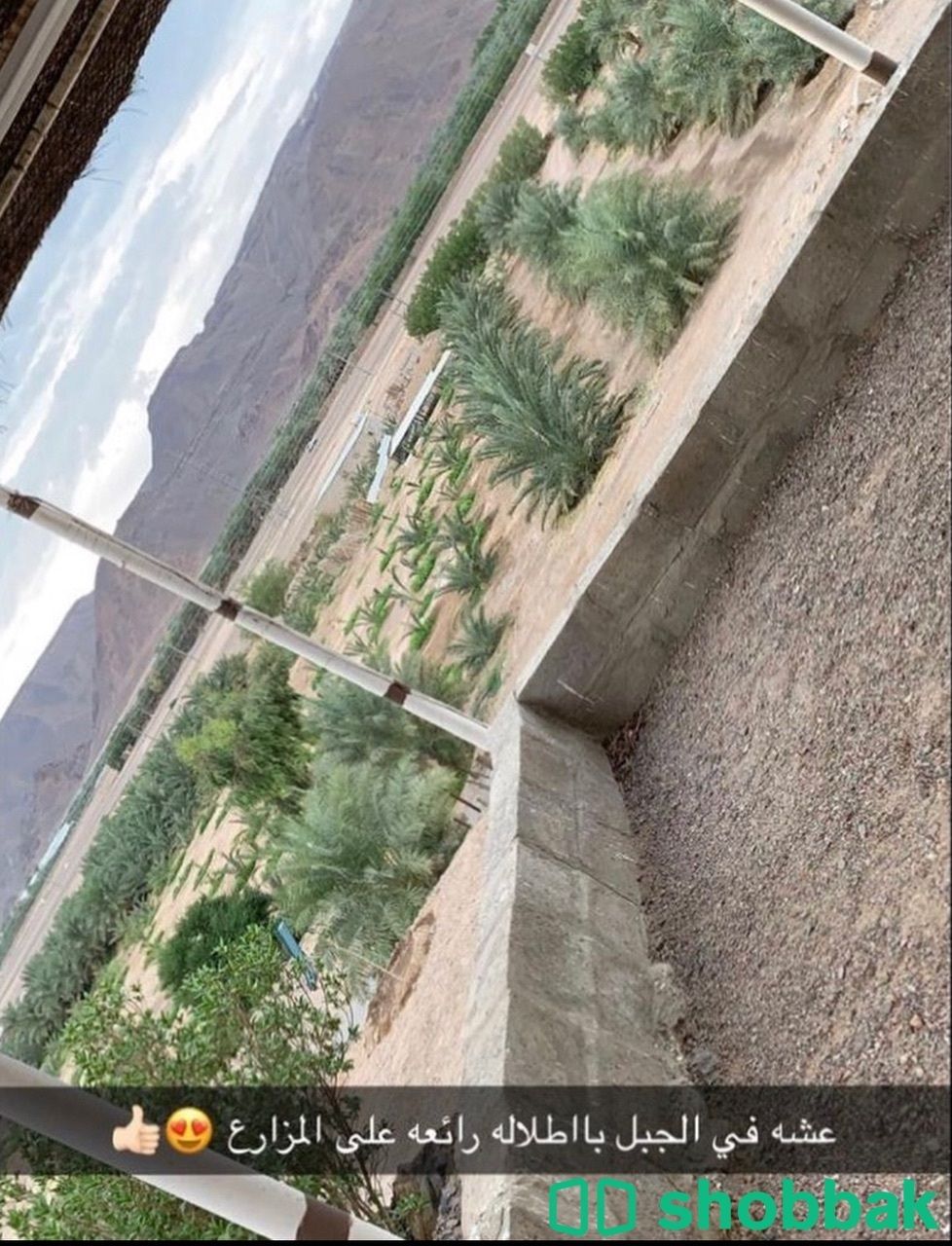 مزرعة لامورين للأيجار اليومي  Shobbak Saudi Arabia