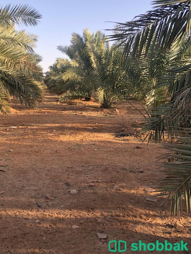 مزرعة في البدايع للبيع شباك السعودية