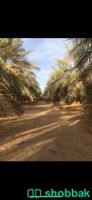 مزرعة في البدايع للبيع Shobbak Saudi Arabia