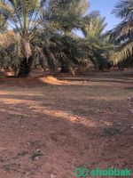 مزرعة في البدايع للبيع Shobbak Saudi Arabia