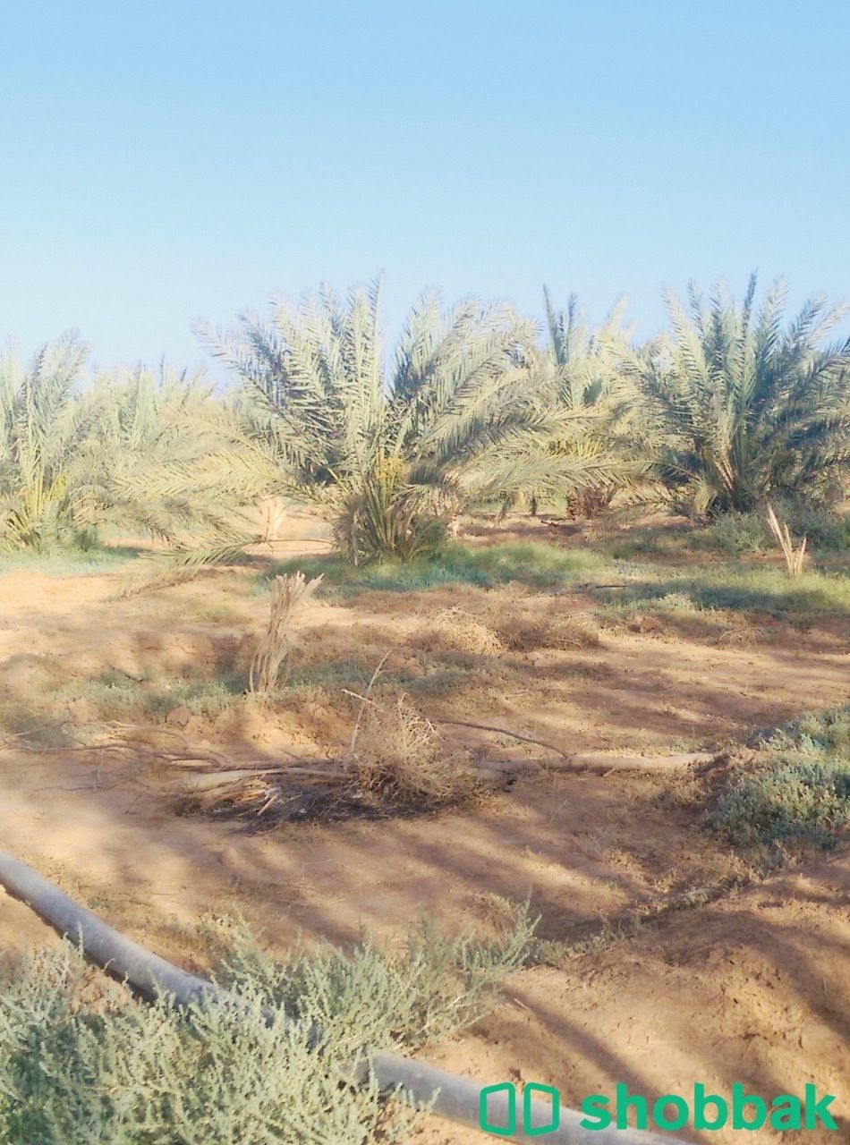 مزرعة للبيع المدينه المنوره  Shobbak Saudi Arabia