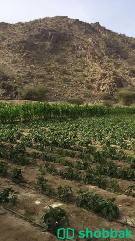 مزرعة للبيع بصك الكتروني Shobbak Saudi Arabia