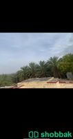 مزرعة للبيع في البوير (بصك شرعي الكتروني جديد) شباك السعودية