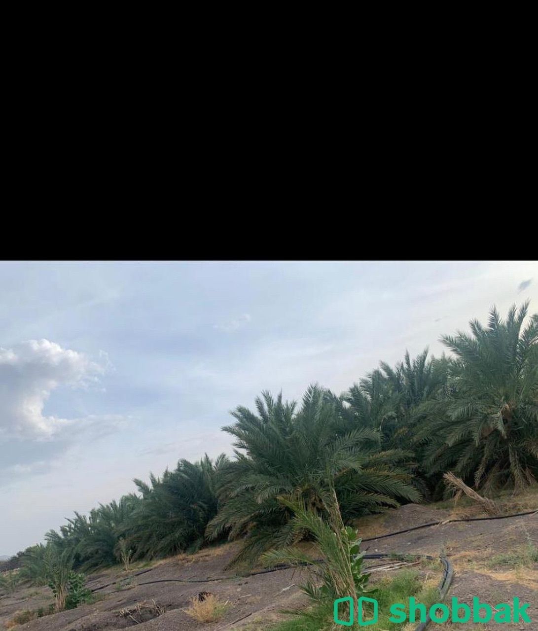 مزرعة للبيع في البوير (بصك شرعي الكتروني جديد) شباك السعودية