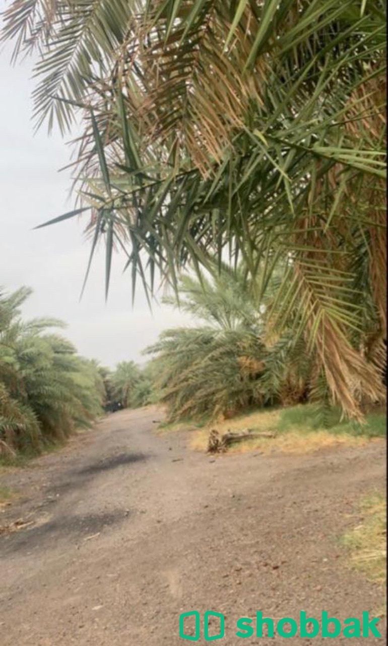 مزرعة للبيع في البوير (بصك شرعي الكتروني جديد) Shobbak Saudi Arabia