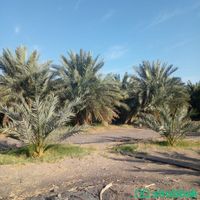 مزرعة للبيع في البوير (بصك شرعي الكتروني جديد) Shobbak Saudi Arabia