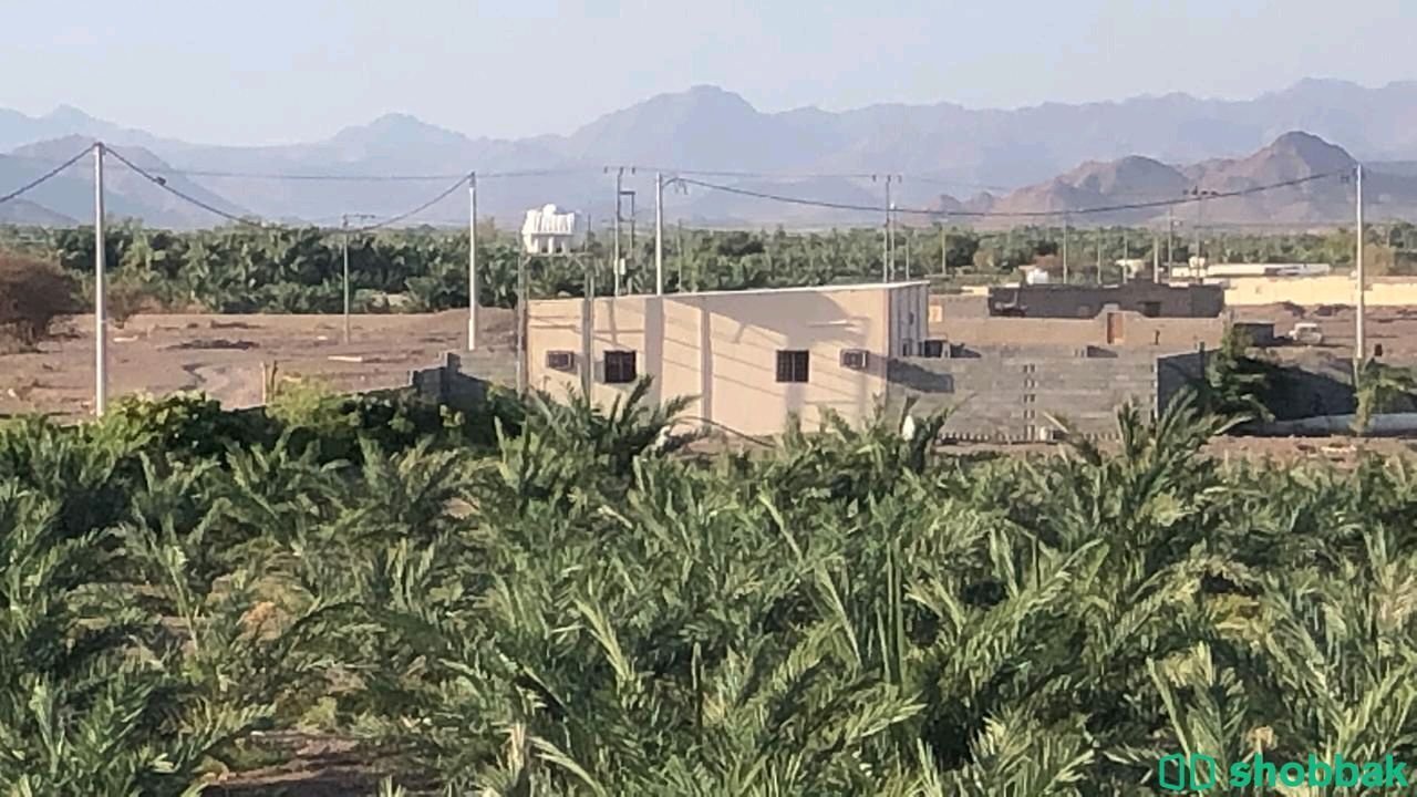 مزرعة للبيع في المدينة المنورة (البوير) شباك السعودية