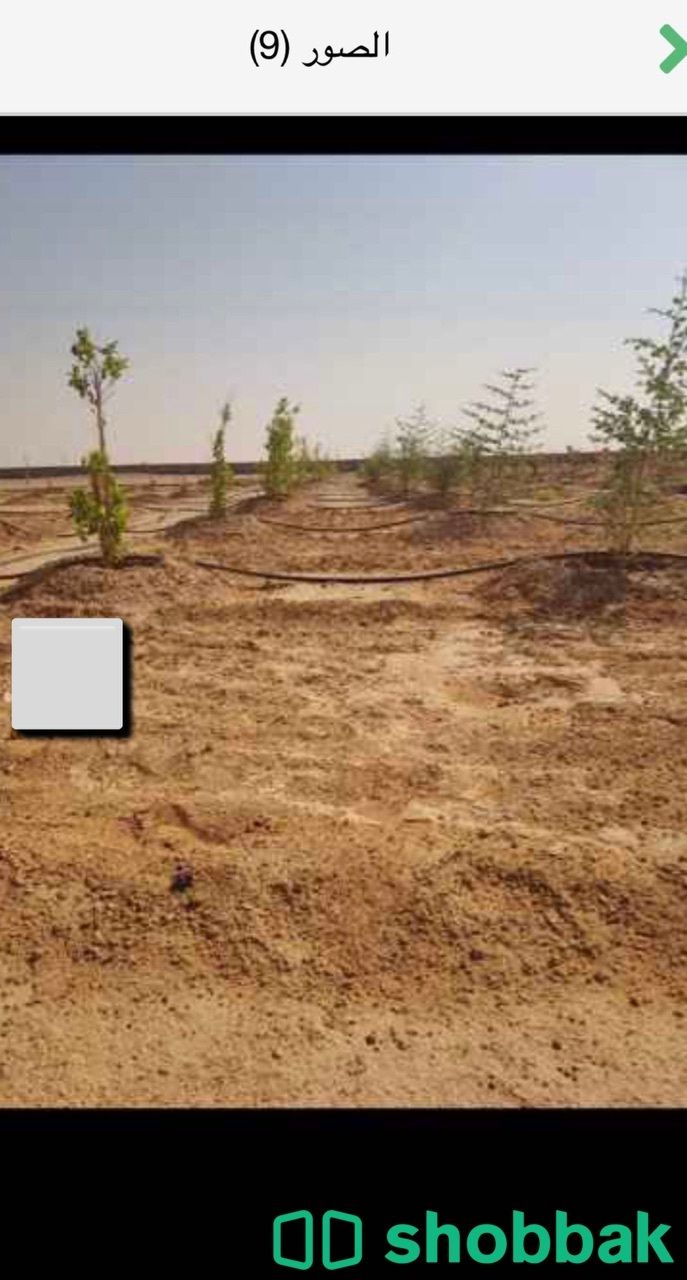 مزرعة للبيع في محافظة الجلة ٤٠٠٠٠ م شباك السعودية