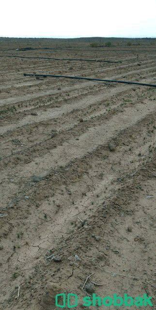 مزرعة للبيع في وادي بيضان مساحتها ٢١٤٠٠٠ متر شباك السعودية