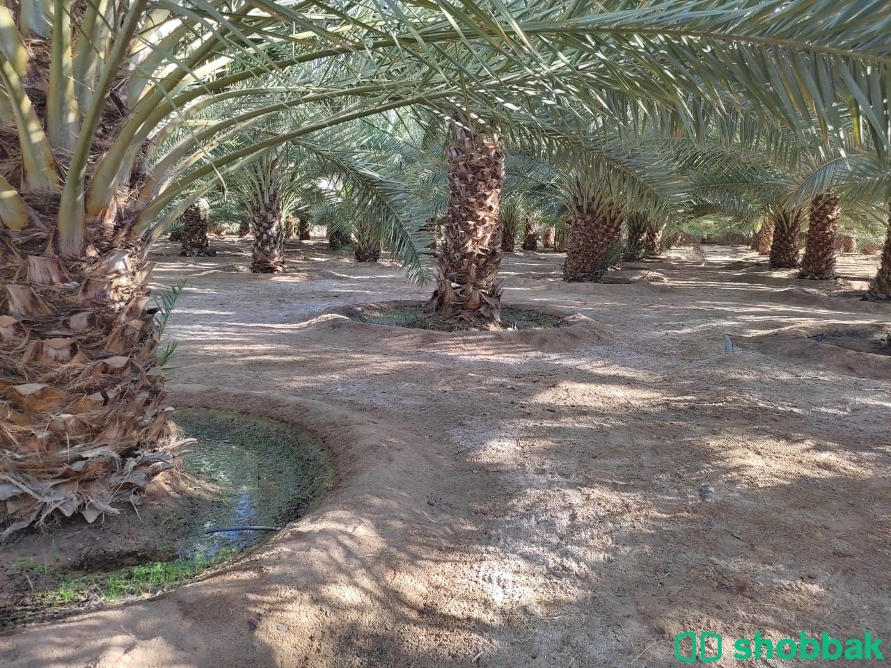 مزرعة نخيل بالعلا للايجار واستثمار النخل Shobbak Saudi Arabia
