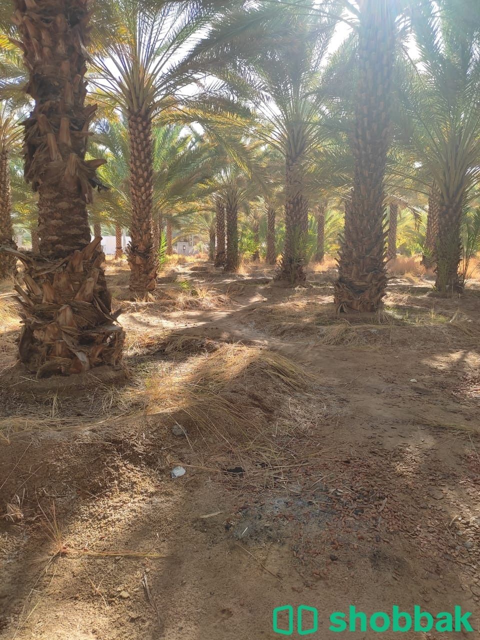 مزرعة نخيل بالعلا للايجار واستثمار النخل Shobbak Saudi Arabia