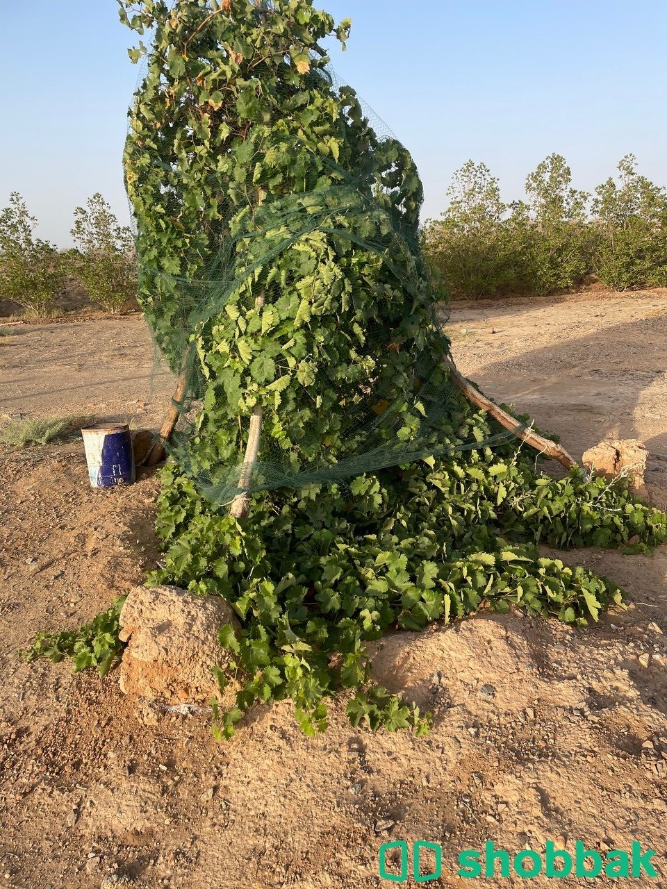 مزرعه Shobbak Saudi Arabia