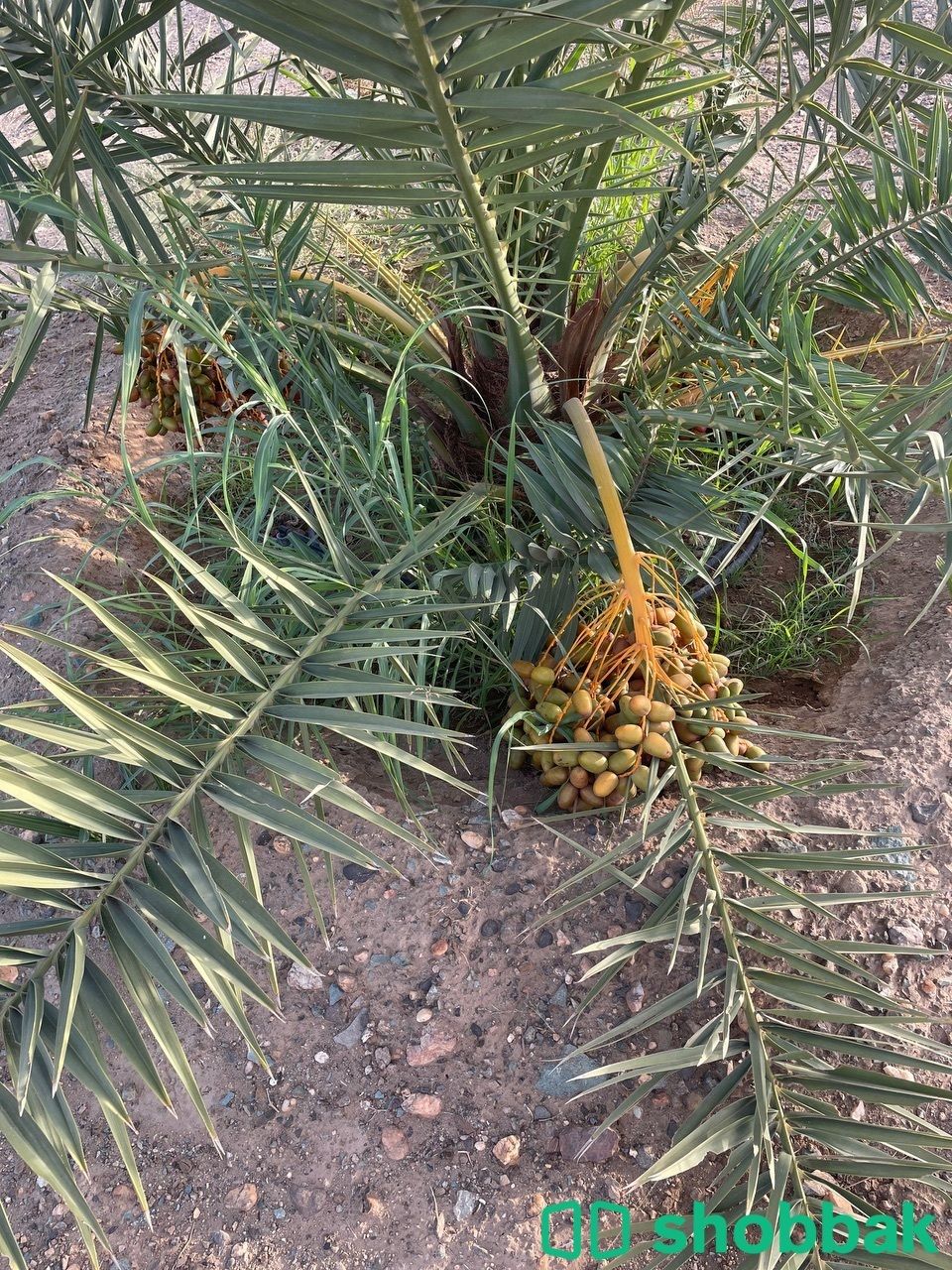مزرعه Shobbak Saudi Arabia