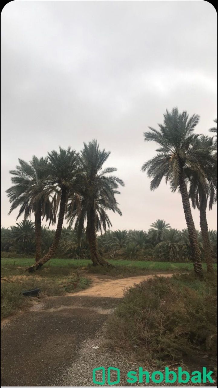 مزرعه بالخرج Shobbak Saudi Arabia
