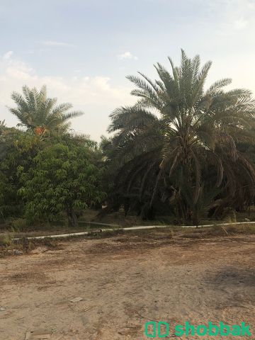 مزرعه للبيع Shobbak Saudi Arabia