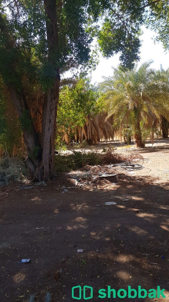 مزرعه للبيع بصك شرعي بالمدينة المنورة  Shobbak Saudi Arabia