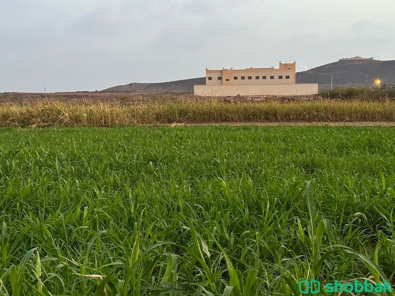 مزرعه للبيع مركز القحمة  Shobbak Saudi Arabia