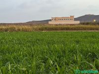مزرعه للبيع مركز القحمة  Shobbak Saudi Arabia