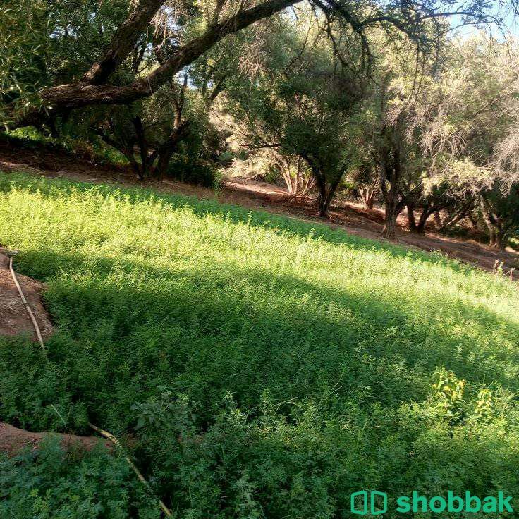 مقاول شبوك وغرس الأشجار  Shobbak Saudi Arabia