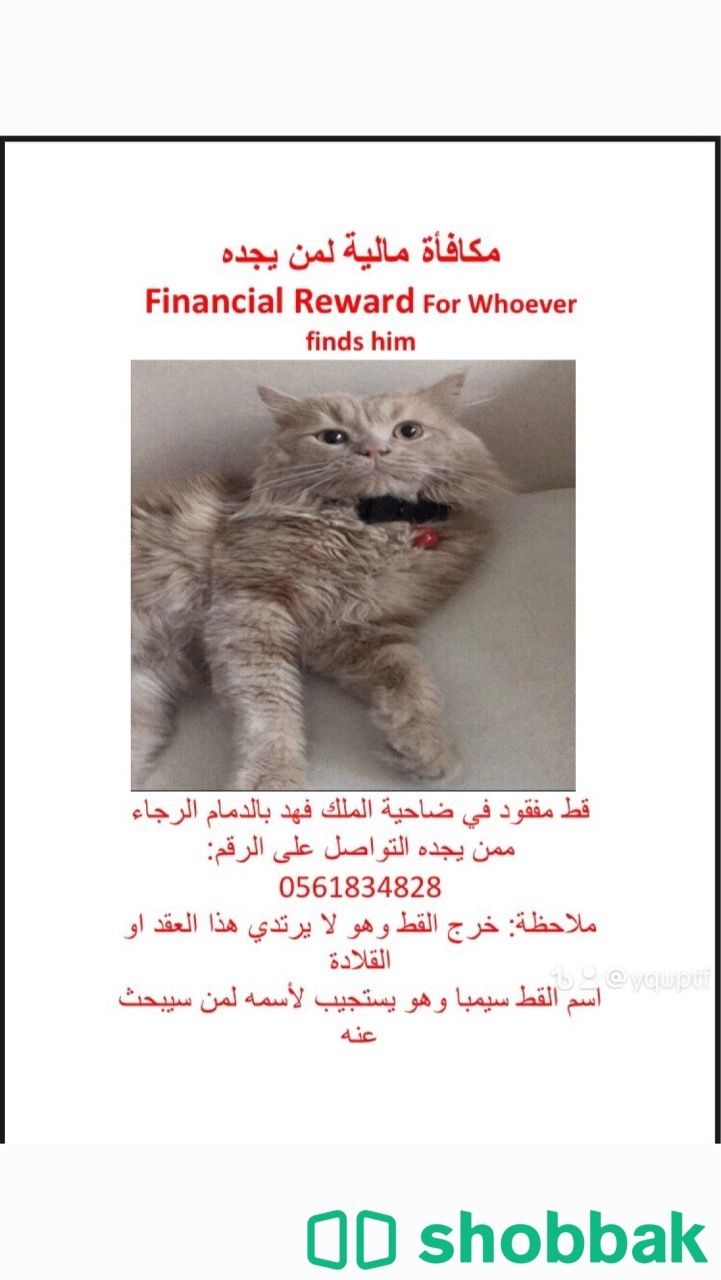 مكافأه مالية لمن يجد القط المفقود Shobbak Saudi Arabia