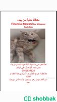 مكافأه مالية لمن يجد القط المفقود Shobbak Saudi Arabia