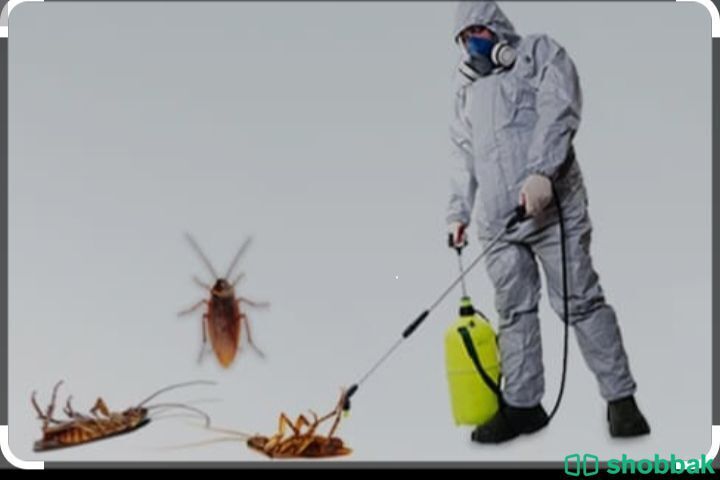 مكافحة حشرات بالمدينه المنورة 0546376774 Shobbak Saudi Arabia
