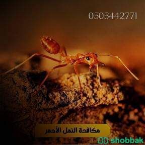 مكافحة حشرات بمكه  Shobbak Saudi Arabia