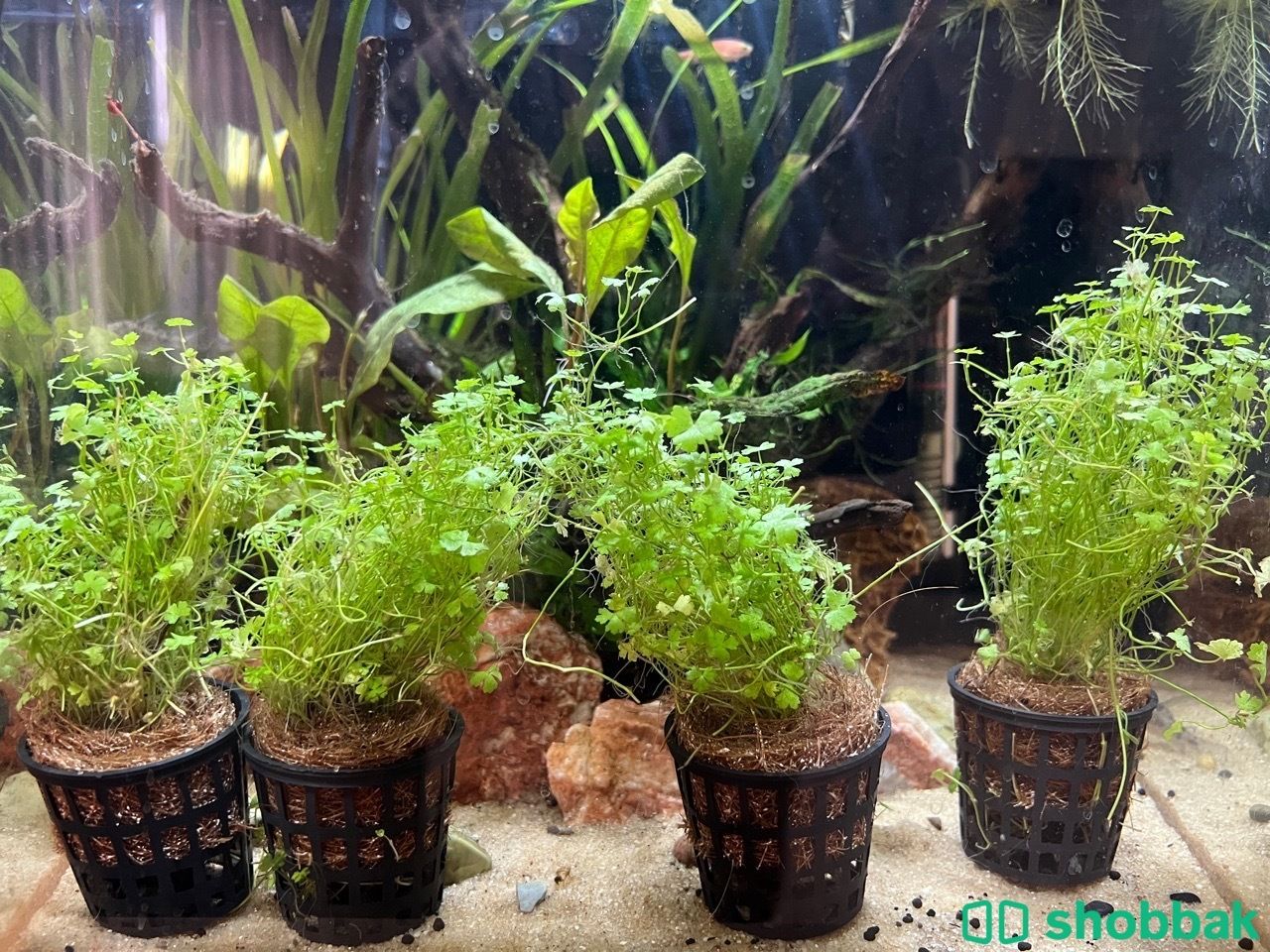 نبات لحوض السمك شباك السعودية