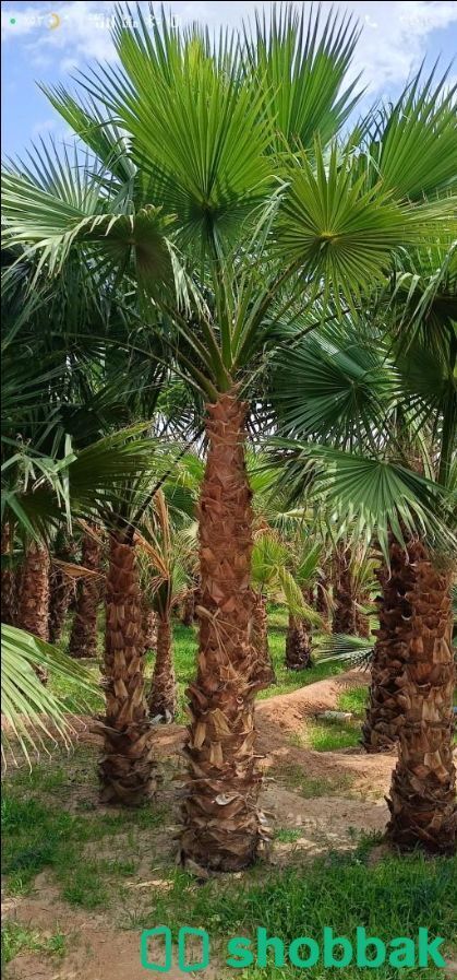 نخل واشنطني زينه  Shobbak Saudi Arabia