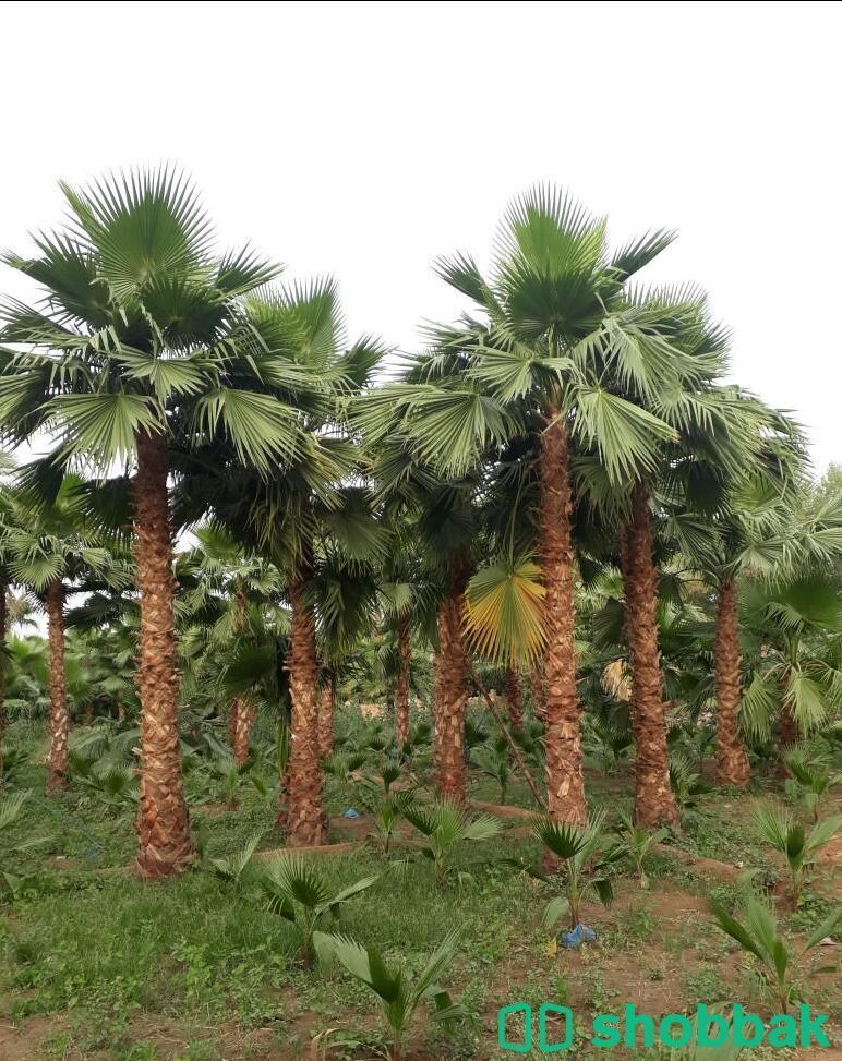 نخل واشنطني زينه  Shobbak Saudi Arabia