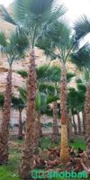 نخيل واشنطنيا واشجار زيتون  Shobbak Saudi Arabia