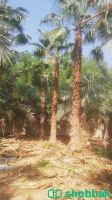 نخيل واشنطنيا واشجار زيتون  Shobbak Saudi Arabia