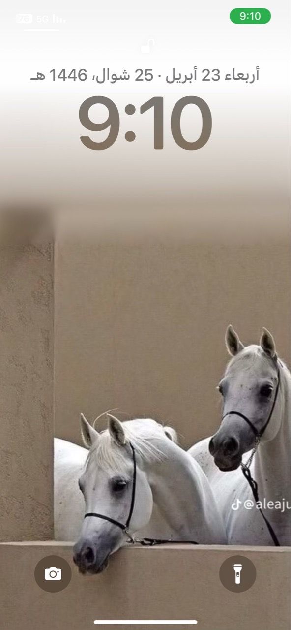 شباك السعودية 12